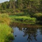 Lakeville Swamp Nature Sanctuary